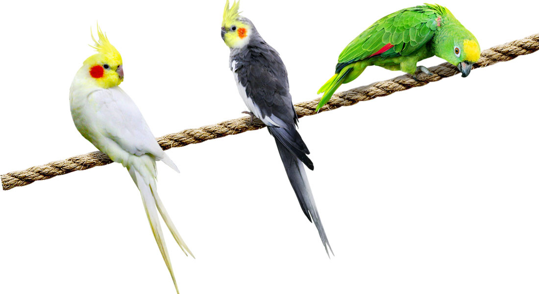 El estudio de las aves domesticadas ofrece claves sobre la evolución del lenguaje humano