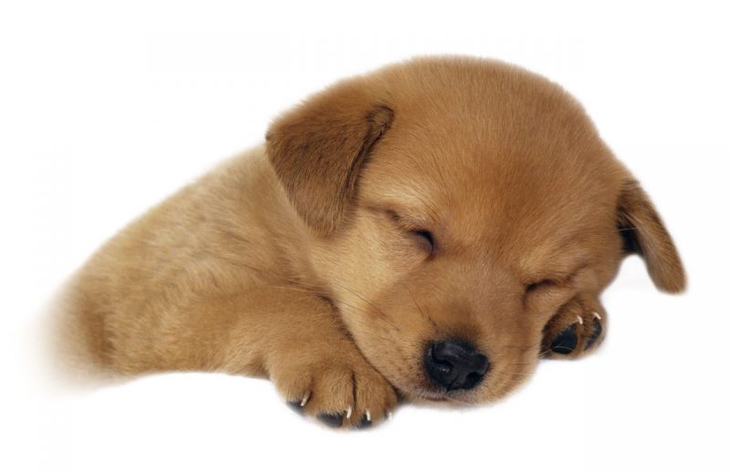 Como dormir a un perro, te enseñamos los mejores trucos