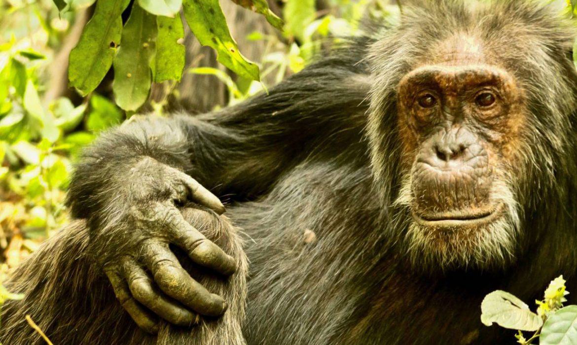 Los chimpancés mantienen pocos pero buenos amigos cuando envejecen