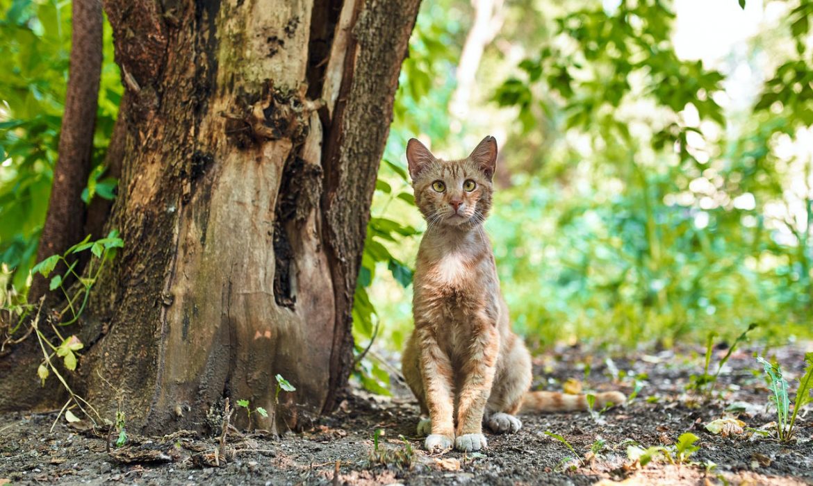 El Gobierno canario ignora a las entidades animalistas y quiere ejecutar a los gatos y hurones de las islas