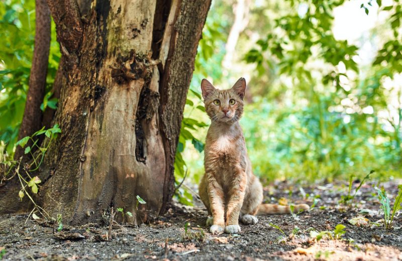 El Gobierno canario ignora a las entidades animalistas y quiere ejecutar a los gatos y hurones de las islas