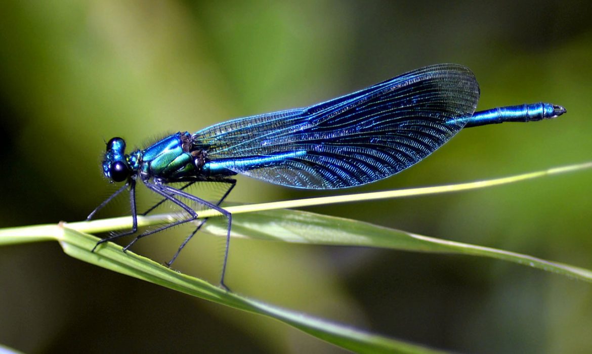 El desconocimiento de las especies de insectos y su estado de conservación es casi total