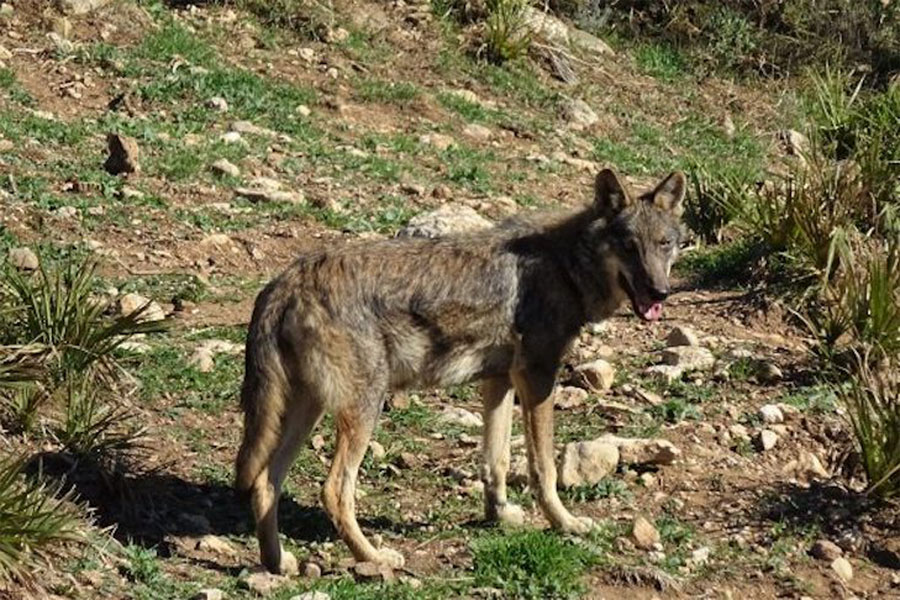 Pacma solicita una protección ‘integral’ del lobo en la Comunidad de Madrid