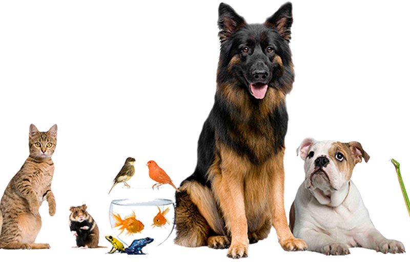 Recomendaciones generales sobre tratamientos obligatorios en animales de compañía