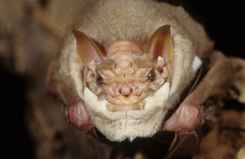 El murciélago de cara arrugada utiliza una mascarilla para atraer a las hembras