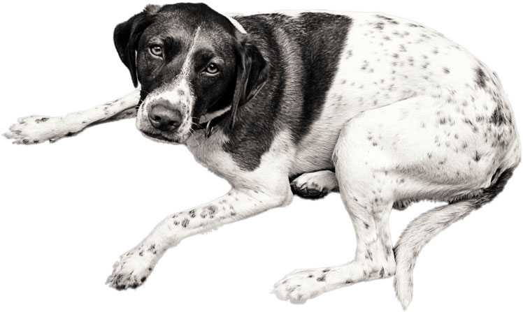 Osteoartritis canina, una enfermedad muy dolorosa