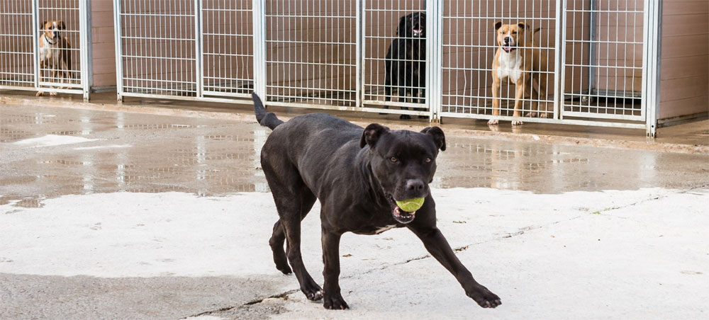 La Diputación de Zaragoza recoge 192 perros en lo que va de año