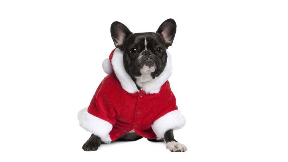 La mitad de los perros que se regalan en Navidad terminan siendo abandonados, según la Real Sociedad Canina