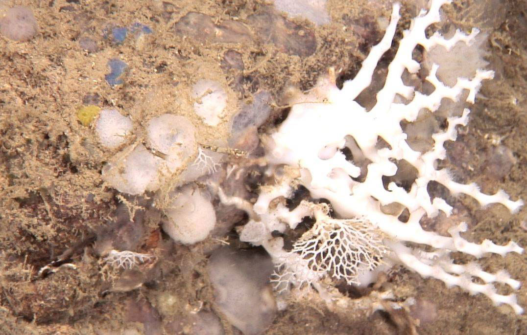 Descubierta una nueva especie de briozoo en un monte submarino del mar de Alborán