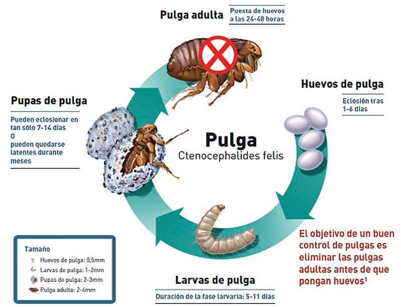 Ciclo de vida de las pulgas