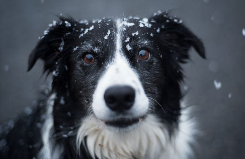 Cuidados para tu perro en invierno