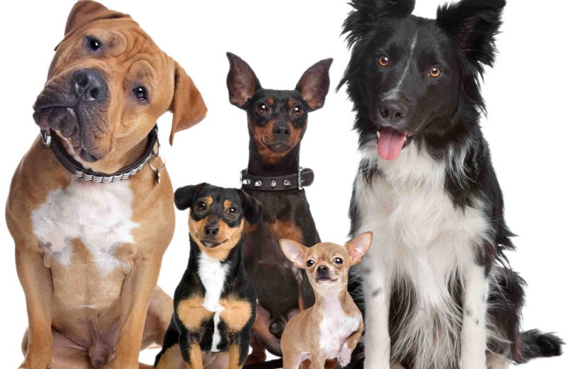 Test de ADN para perros