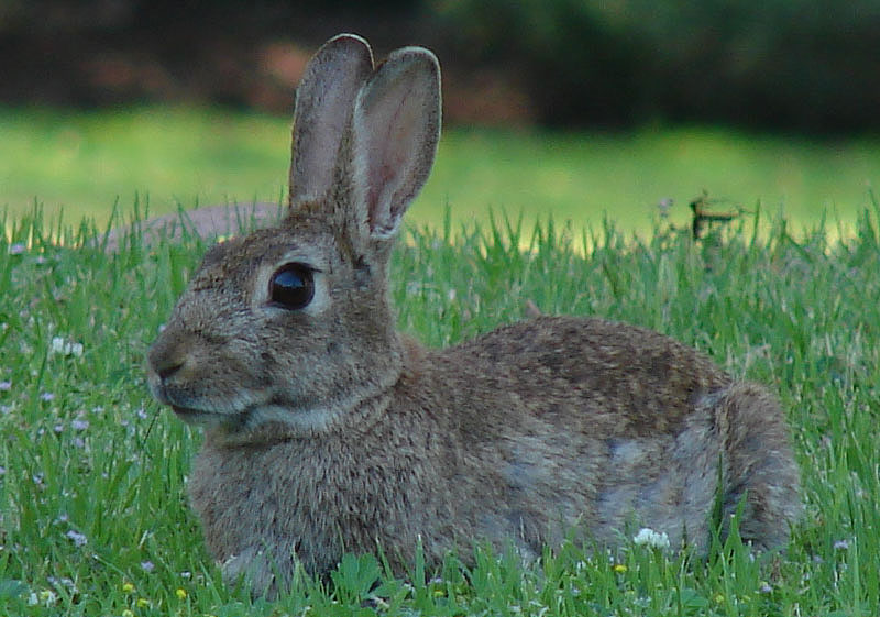 El conejo en la gestión del campo