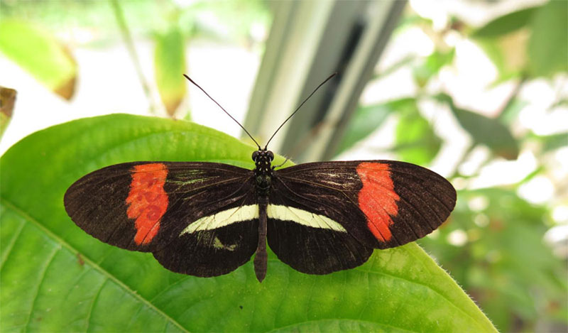 Los machos de mariposa marcan a sus parejas con un olor repulsivo para disuadir a otros pretendientes