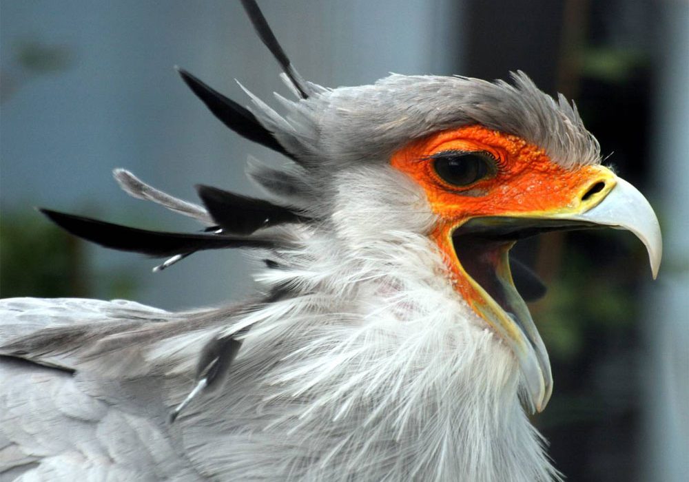 La nueva Lista Roja de las Aves muestra un alarmante declive de rapaces