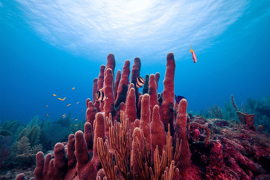 Los microbios que habitan en los corales ayudan a mantener la salud de los arrecifes