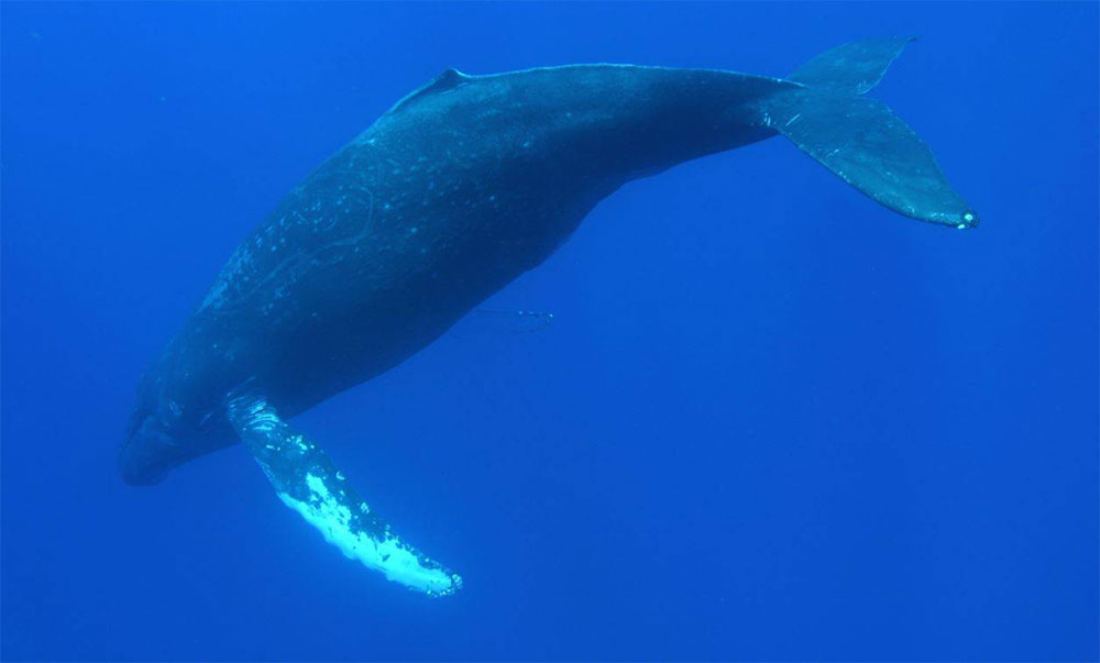 Islandia autoriza la reanudación de la caza de ballenas