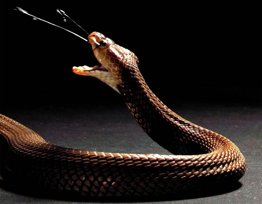 El veneno de las cobras escupidoras evolucionó hacia una función defensiva