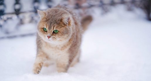 Gatos en la nieve