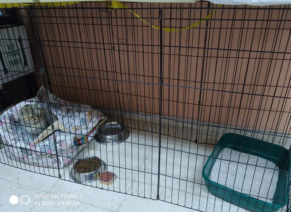 511 perros encuentran un hogar gracias a las voluntarias de Baza