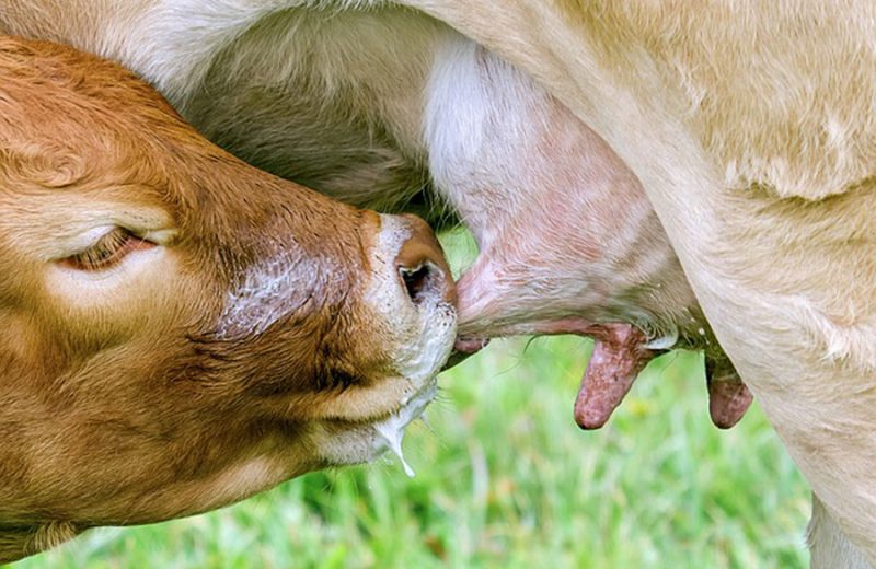 Las ventajas de la leche en la evolución de los mamíferos
