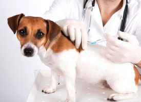 Convenio para la vacunación de las mascotas de los vecinos con dificultades económicas en Santander