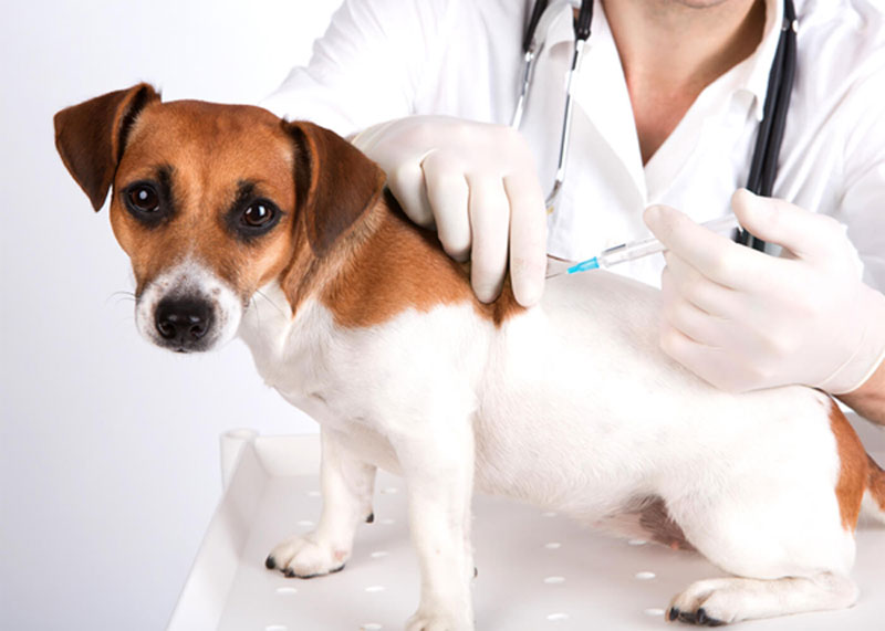 Convenio para la vacunación de las mascotas de los vecinos con dificultades económicas en Santander