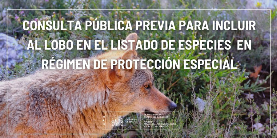 Consulta pública previa sobre el proyecto de Orden Ministerial para incluir a todas las poblaciones de lobo en el Listado de Especies Silvestres en Régimen de Protección Especial