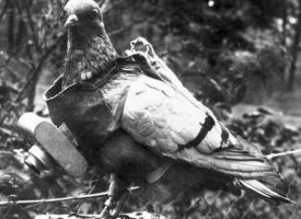 Cher Ami, la paloma salvadora de un batallón en la Primera Guerra Mundial