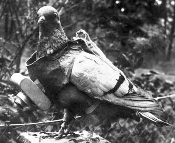Cher Ami, la paloma salvadora de un batallón en la Primera Guerra Mundial