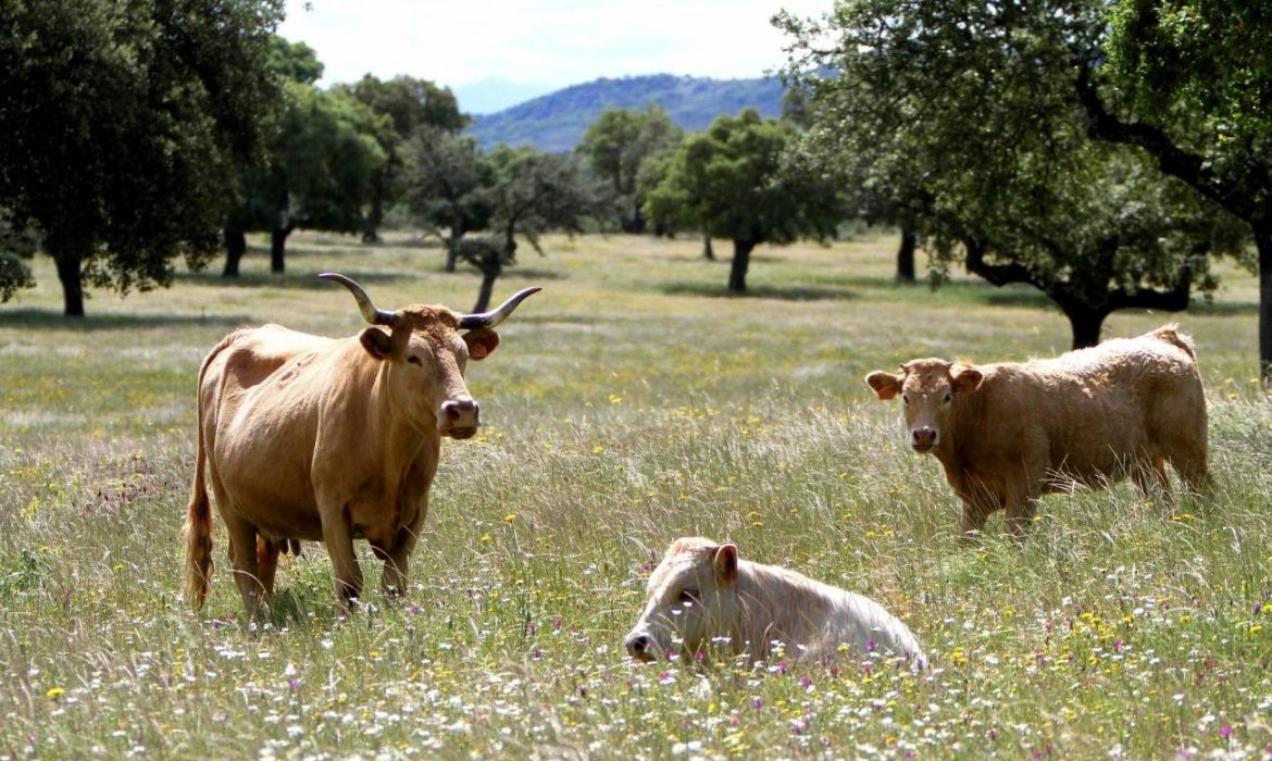 Un modelo optimiza la conservación de recursos genéticos animales de España