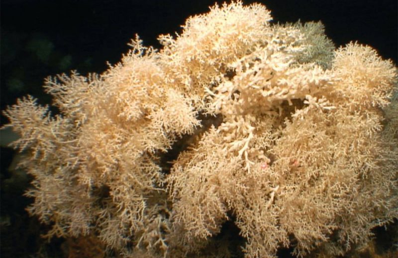 Los arrecifes de coral más antiguos del Mediterráneo