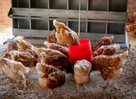 EggTrack 2022,monitoriza el progresos de las empresas alimentarias en su compromiso de abandonar los sistemas de jaulas para las gallinas ponedoras.