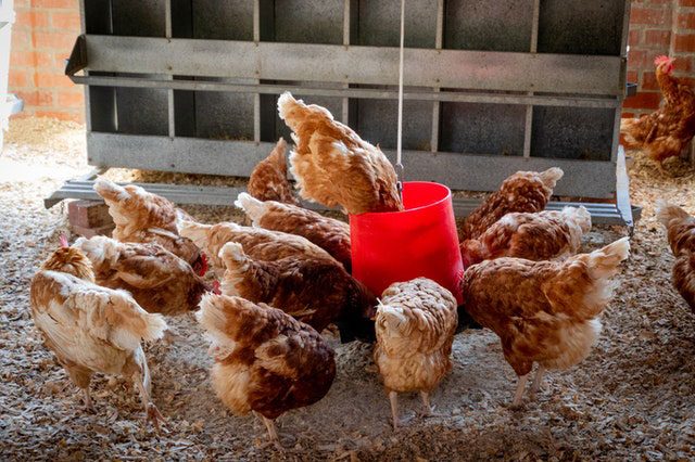 EggTrack 2022,monitoriza el progresos de las empresas alimentarias en su compromiso de abandonar los sistemas de jaulas para las gallinas ponedoras.