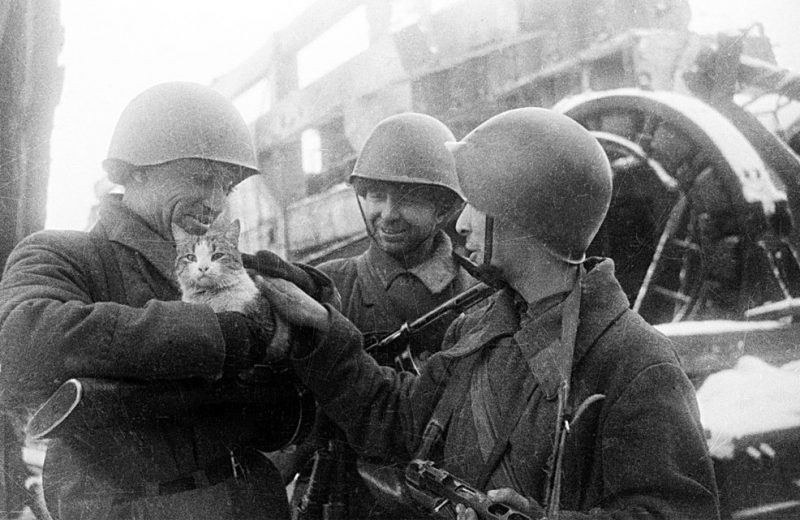 La División Maullido, los salvadores de la ciudad de Leningrado