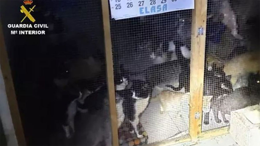 Gatos rescatados