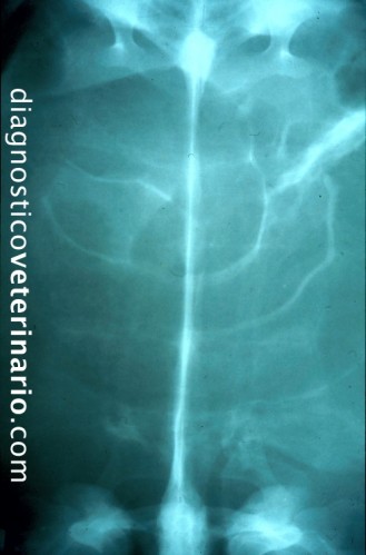 Imagen radiografica normal de Geochelone sulcata.
