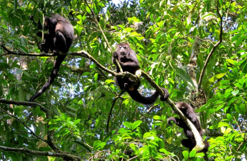 Los monos aulladores negros recuerdan la ubicación de sus árboles frutales favoritos