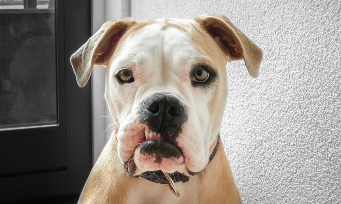 La enfermedad dental, un problema muy común entre perros