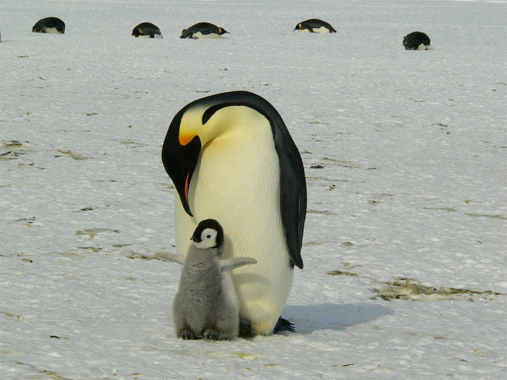 Pinguino emperador