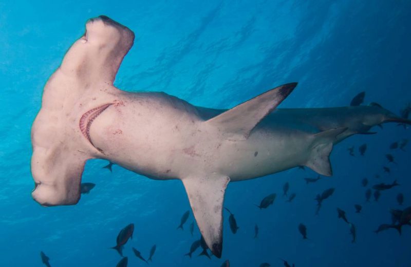 La sobrepesca ‘engulle’ más del 70 % de tiburones y rayas en el último medio siglo