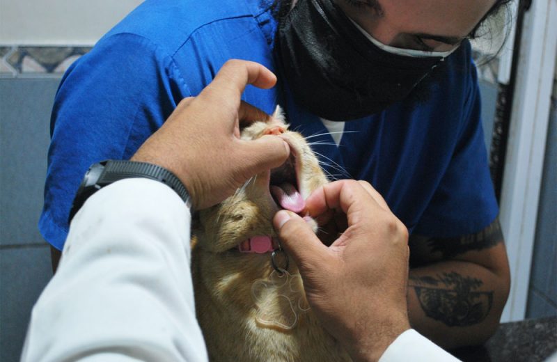 Corea del Sur realizará test de coronavirus a perros y gatos