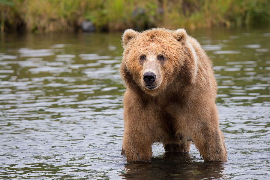 Un nueve proyecto Life facilitará la adaptación del oso cantábrico al cambio climático