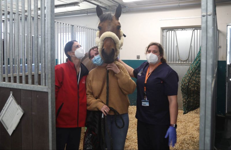 El HCV CEU da de alta al último de los caballos que permanecía ingresado por rinoneumonía equina