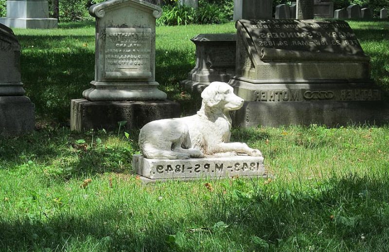 Cementerios de Barcelona se plantea crear un cementerio para mascotas