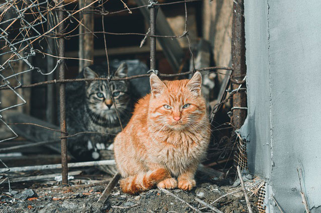 Colonias de gatos