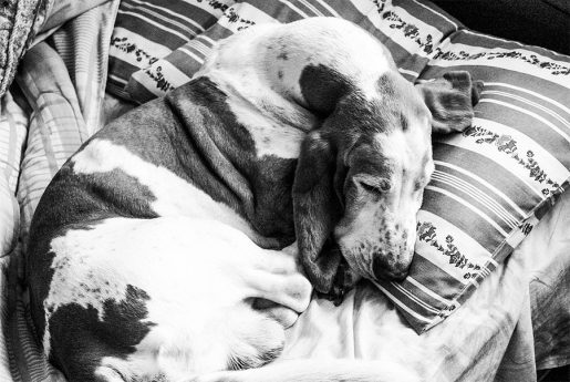 Duelo perros