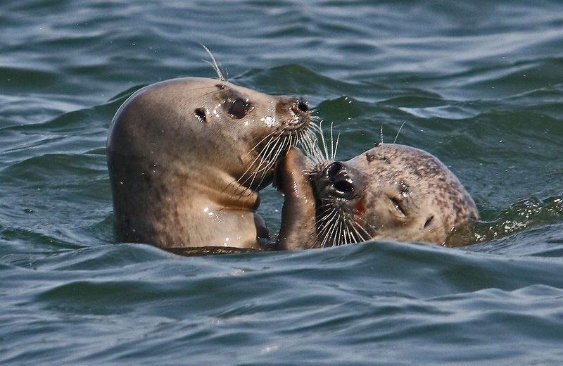 El Principado libera dos crías de foca gris, recogidas en diciembre, a siete millas de la costa