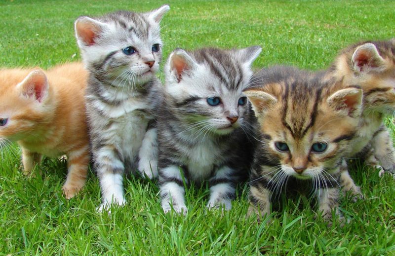 Los gatitos podrían ser la clave para comprender la enfermedad diarreica mortal en los niños
