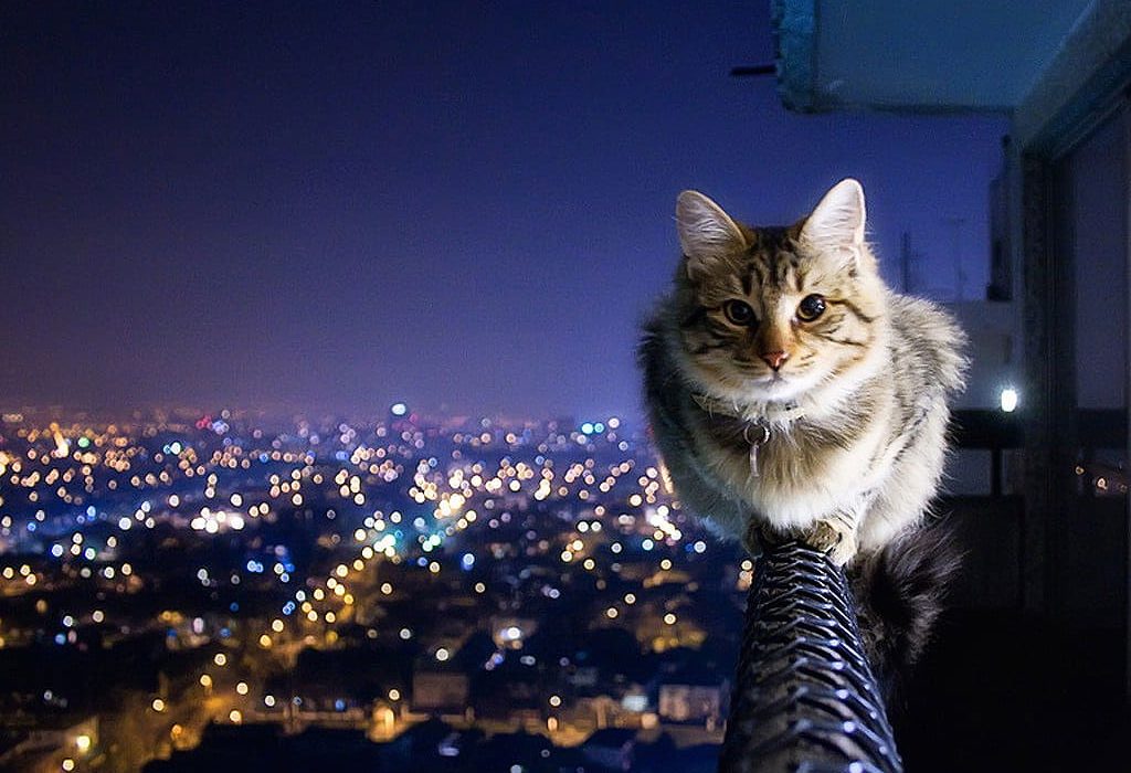 Cómo proteger a tu gato de las caídas desde ventanas